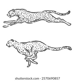 vector sketch of a leopard running very fast with a unique design depicting two running poses