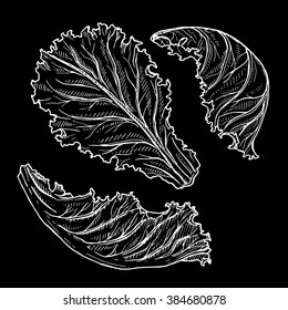 Vector sketch of lettuce isolated on a black background,  hand drawn illustration