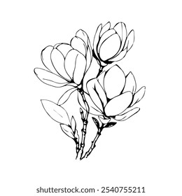 Vector Sketch Line Art Drawing of Magnolia Flowers Bouquet. Minimalist Trendy Contemporary Floral Design Perfect for Wall Art, Prints, Social Media, Posters, Invitations, Branding Design.