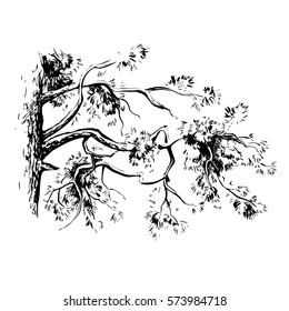  vector sketch lines of a fir tree for design, black and white hand-drawing a beautiful pine tree