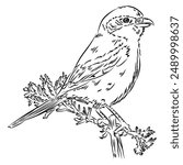 Vector sketch of a loggerhead shrike, bird standing on a branch