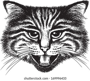 Vector sketch of a long-haired tabby cat hissing in anger or fright