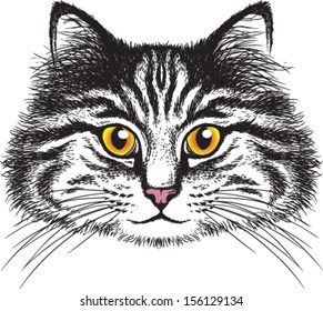 Vector sketch of a long-haired tabby cat's face