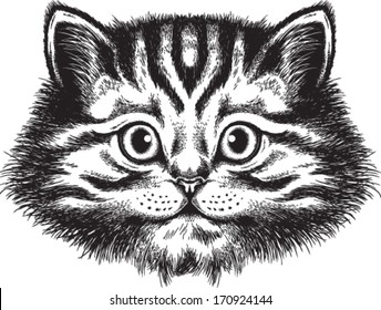 Vector sketch of a long-haired tabby cat's face, front view