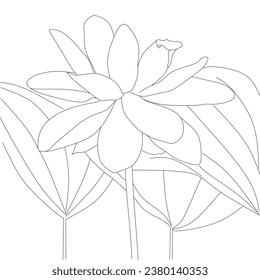 vector sketch of lotus flower on a white background as a children's coloring book