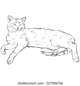 Vector Sketch Lying Cat