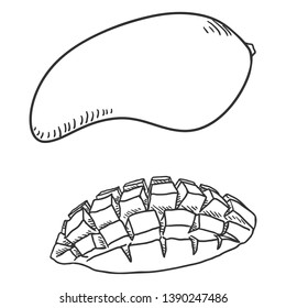 Vector Sketch Mango Fruit. Whole and Sliced.