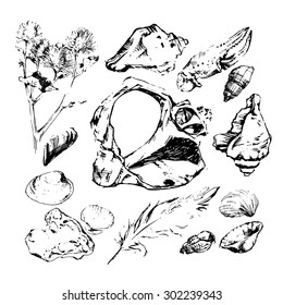 vector sketch of marine findings: seashells, pebbles ...