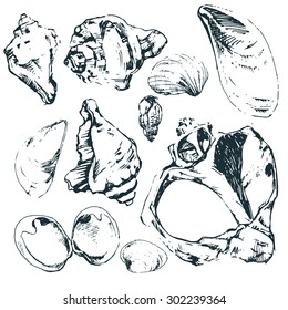vector sketch of marine findings: seashells, pebbles ...