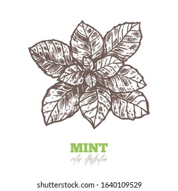 Vector sketch mint leaves on white. Melissa menhol fresh aroma spice. Hand drawn sketch illustration in engraved etching style