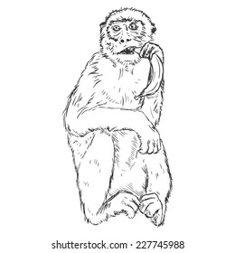Vector Sketch Monkey with a Banana