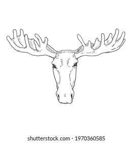 Vector Sketch Moose Head Illustration. Front View