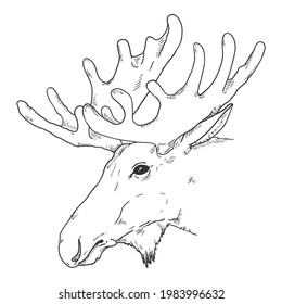 Vector Sketch Moose Head Illustration. Side View