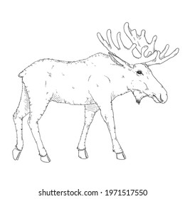 Vector Sketch Moose Illustration. Side View