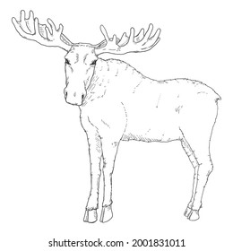 Vector Sketch Moose on White Background