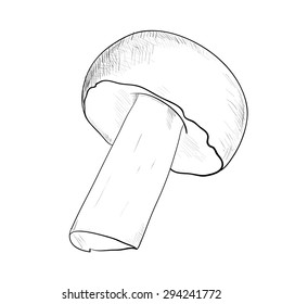 Vector sketch of mushroom. Hand draw illustration.