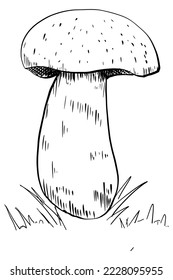 Vector sketch of mushroom in nature