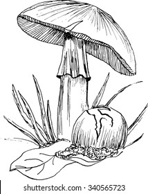 vector sketch of mushrooms amanita caesarea