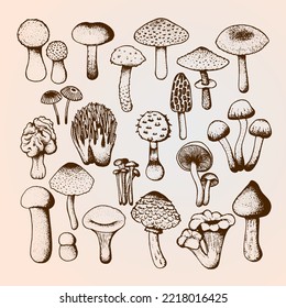 Vector sketch with mushrooms. Many different mushrooms drawn in doodle style.