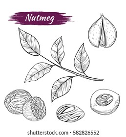 Vector sketch of nutmeg isolated on white background. Spices, seasonings, ingredient of a healthy diet