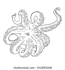 Vector Sketch Octopus . Cephalopod Illustration.
