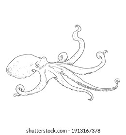 Vector Sketch Octopus. Cephalopod Illustration.