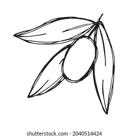 Vector sketch of olive branch. Hand drawn outline icon. Eco food doodle illustration isolated on white background. For print, web, design, decor, logo. 