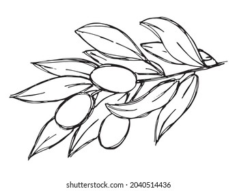 Vector sketch of olive branch. Hand drawn outline icon. Eco food doodle illustration isolated on white background. For print, web, design, decor, logo. 