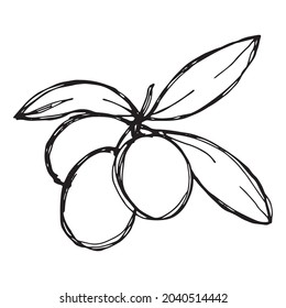 Vector sketch of olive branch. Hand drawn outline icon. Eco food doodle illustration isolated on white background. For print, web, design, decor, logo. 