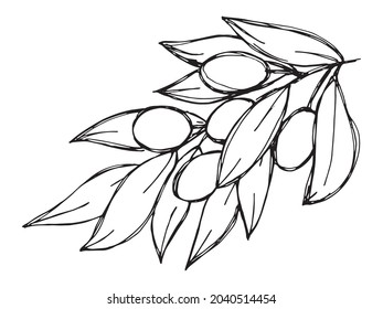 Vector sketch of olive branch. Hand drawn outline icon. Eco food doodle illustration isolated on white background. For print, web, design, decor, logo. 