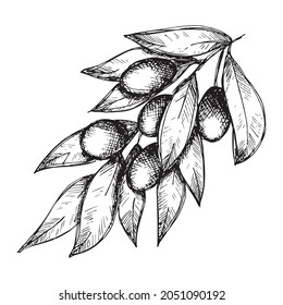 Vector sketch of olive branch. Hand drawn outline icon. Eco food illustration isolated on white background. For print, web, design, decor, logo.
