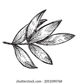 Vector sketch of olive branch. Hand drawn outline icon. Eco food illustration isolated on white background. For print, web, design, decor, logo.