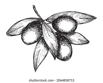 Vector sketch of olive branch. Hand drawn eco food illustration isolated on white background. For print, web, design, decor.