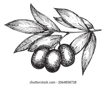 Vector sketch of olive branch. Hand drawn eco food illustration isolated on white background. For print, web, design, decor.