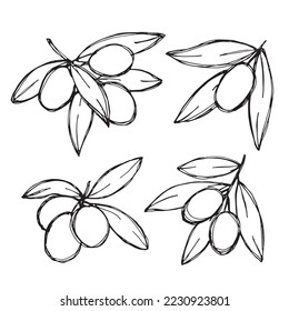 Vector sketch of olive branch. Hand drawn outline clipart set. Eco food illustration