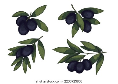 Vector sketch of olive branch. Hand drawn outline clipart set. Eco food illustration