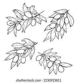 Vector sketch of olive branch. Hand drawn outline clipart set. Eco food illustration