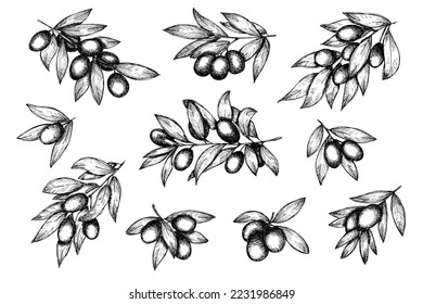 Vector sketch of olive branch. Hand drawn outline clipart set. Eco food illustration