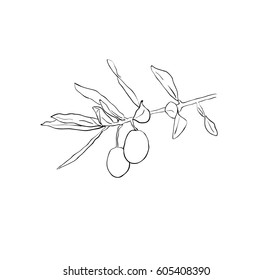 Vector sketch of olive branch, outline