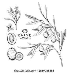 Vector Sketch Olive decorative set. Hand Drawn Botanical Illustrations. Black and white with line art isolated on white backgrounds. Plant drawings. Retro style elements.