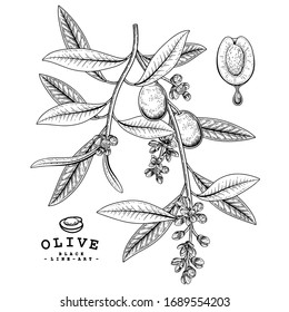 Vector Sketch Olive decorative set. Hand Drawn Botanical Illustrations. Black and white with line art isolated on white backgrounds. Plant drawings. Retro style elements.