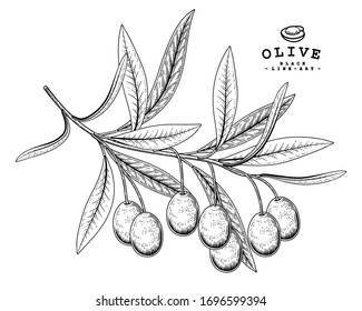 Vector Sketch Olive decorative set. Hand Drawn Botanical Illustrations. Black and white with line art isolated on white backgrounds. Plant drawings. Retro style elements.