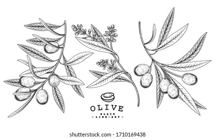 Vector Sketch Olive decorative set. Hand Drawn Botanical Illustrations. Black and white with line art isolated on white backgrounds. Plant drawings. Retro style elements.