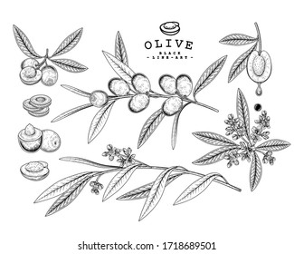 Vector Sketch Olive decorative set. Hand Drawn Botanical Illustrations. Black and white with line art isolated on white backgrounds. Plant drawings. Retro style elements.