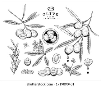 Esbozo vectorial Conjunto decorativo Olive. Ilustraciones Botánicas Dibujadas A Mano. Blanco y negro con arte lineal aislado en fondo blanco. Dibujos de plantas. Elementos de estilo retro.