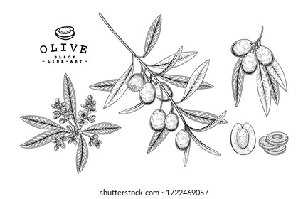 Vector Sketch Olive decorative set. Hand Drawn Botanical Illustrations. Black and white with line art isolated on white backgrounds. Plant drawings. Retro style elements.