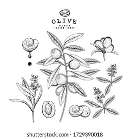 Vector Sketch Olive decorative set. Hand Drawn Botanical Illustrations. Black and white with line art isolated on white backgrounds. Plant drawings. Retro style elements.