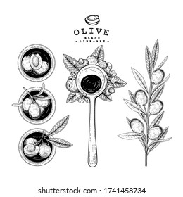 Vector Sketch Olive decorative set. Hand Drawn Botanical Illustrations. Black and white with line art isolated on white backgrounds. Plant drawings. Retro style elements.