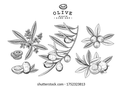 Olivendekorationsset Vektor Sketch. Handgezeichnete botanische Illustrationen. Schwarz-Weiß mit Linien-Kunst einzeln auf weißem Hintergrund. Zeichnungen anlegen. Retro-Stilelemente.