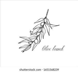 Vector sketch of olive tree branch. Drawing by hand.